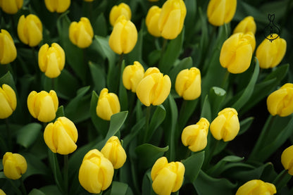 Tulipa 'Strong Gold'