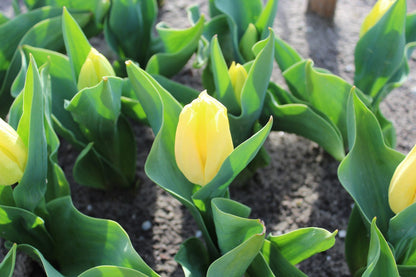 Tulipa 'Sunny Prince'