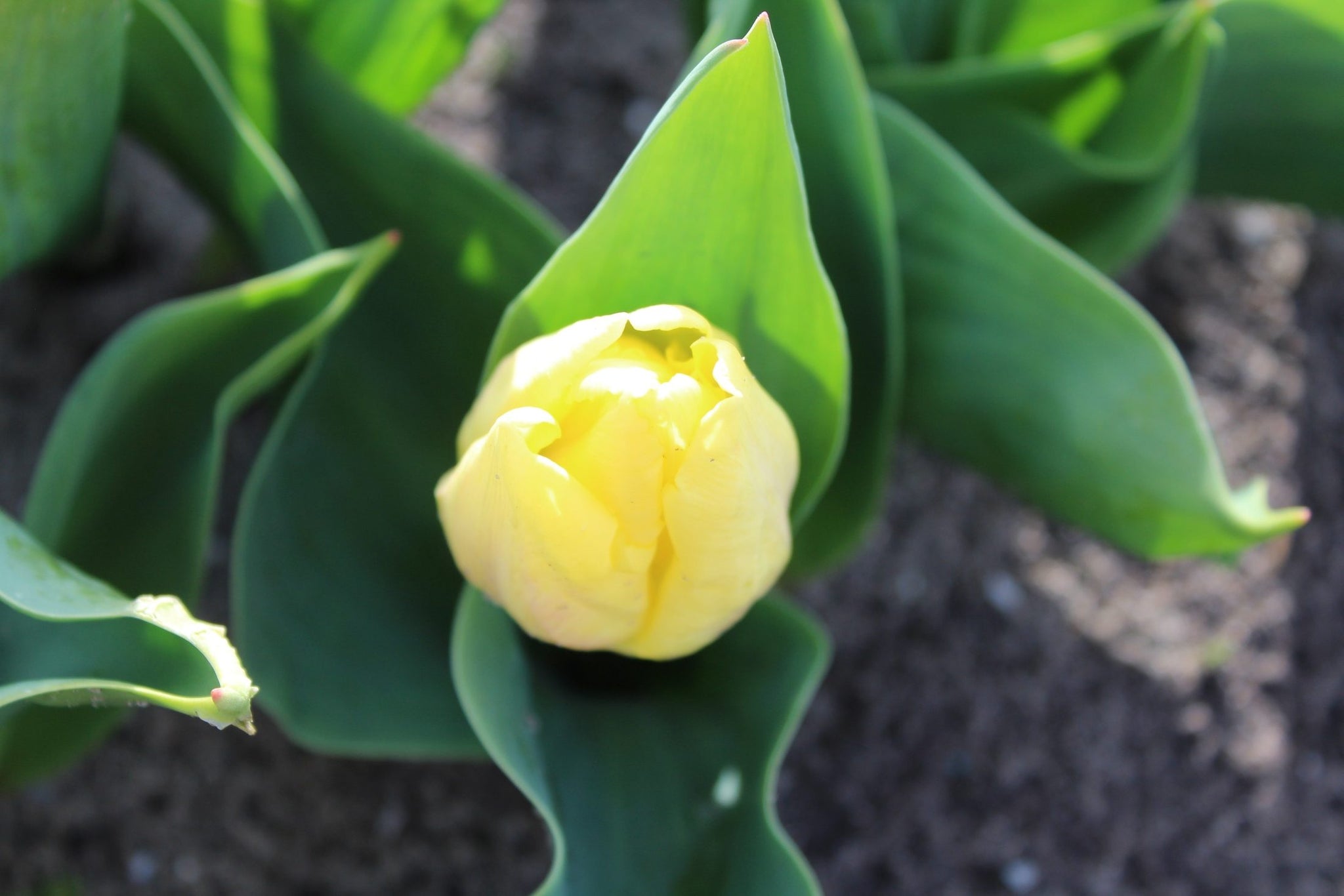 Tulipa 'Sunny Prince'