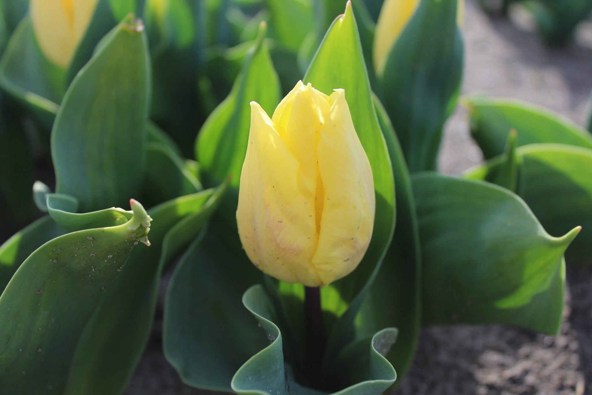 Tulipa 'Sunny Prince'