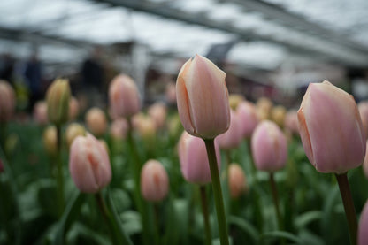 Tulipa Thijs Boots