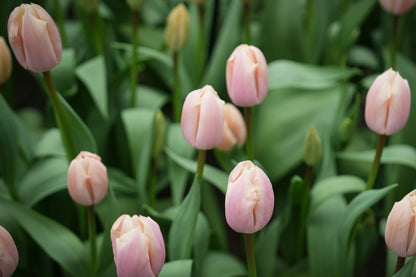 Tulipa Thijs Boots