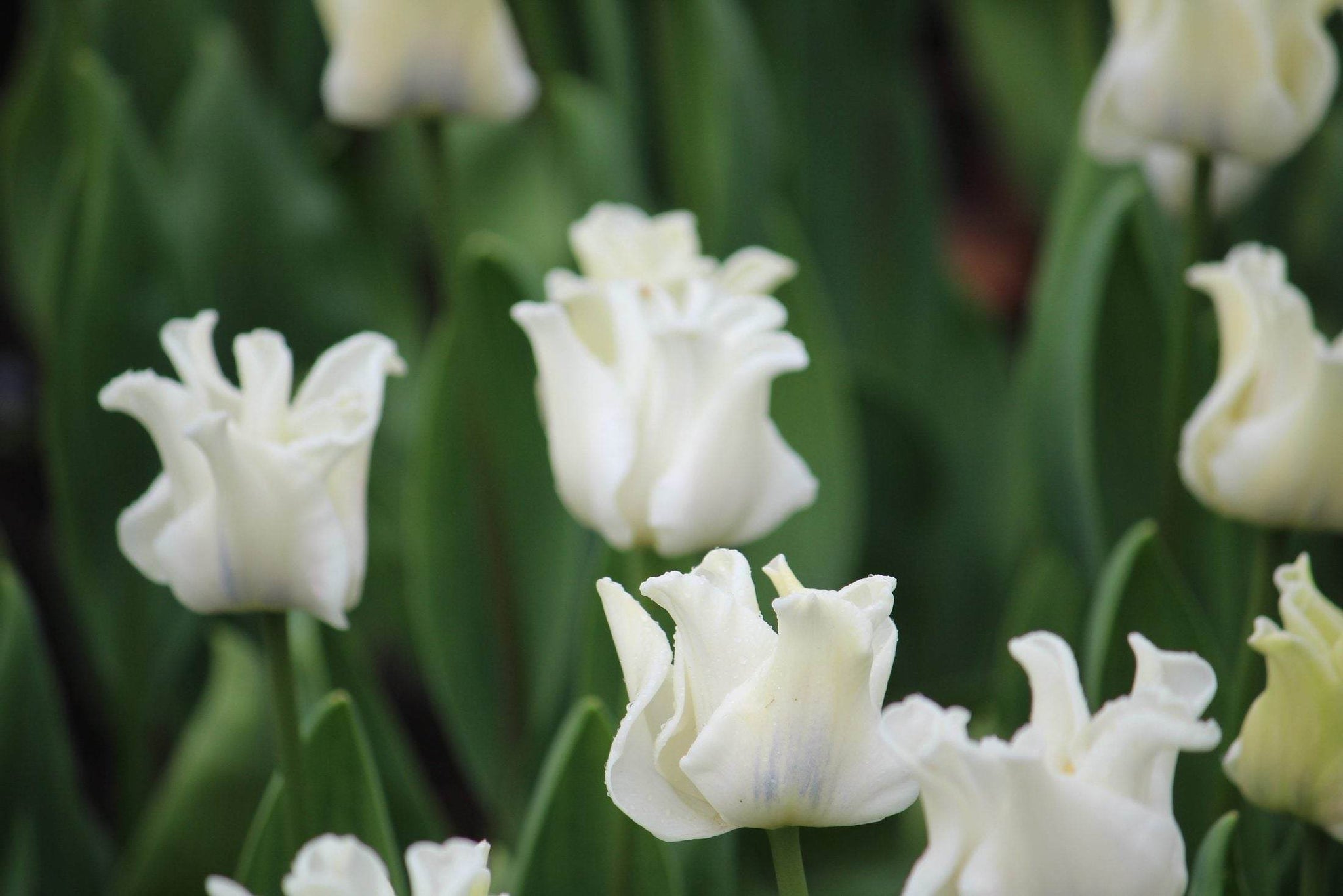 Tulipa 'White Liberstar'