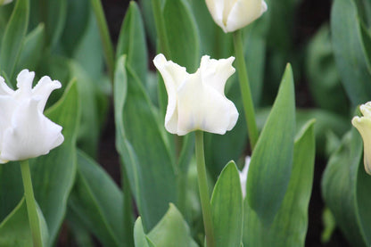 Tulipa 'White Liberstar'