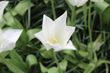 Tulipa 'White Triumphator'