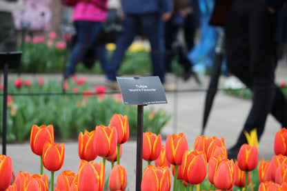 Tulipa 'World's Favourite'