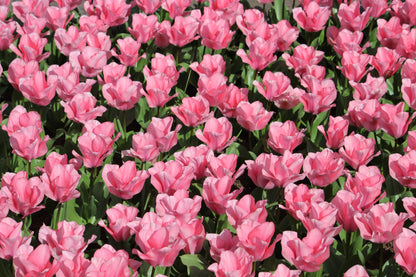 Tulipa 'Jumbo Pink'