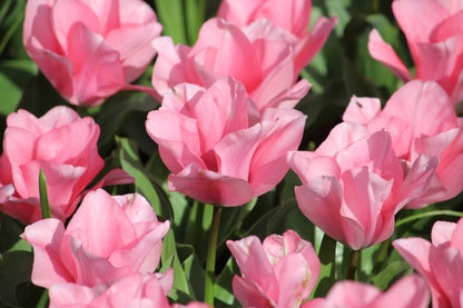 Tulipa 'Jumbo Pink'