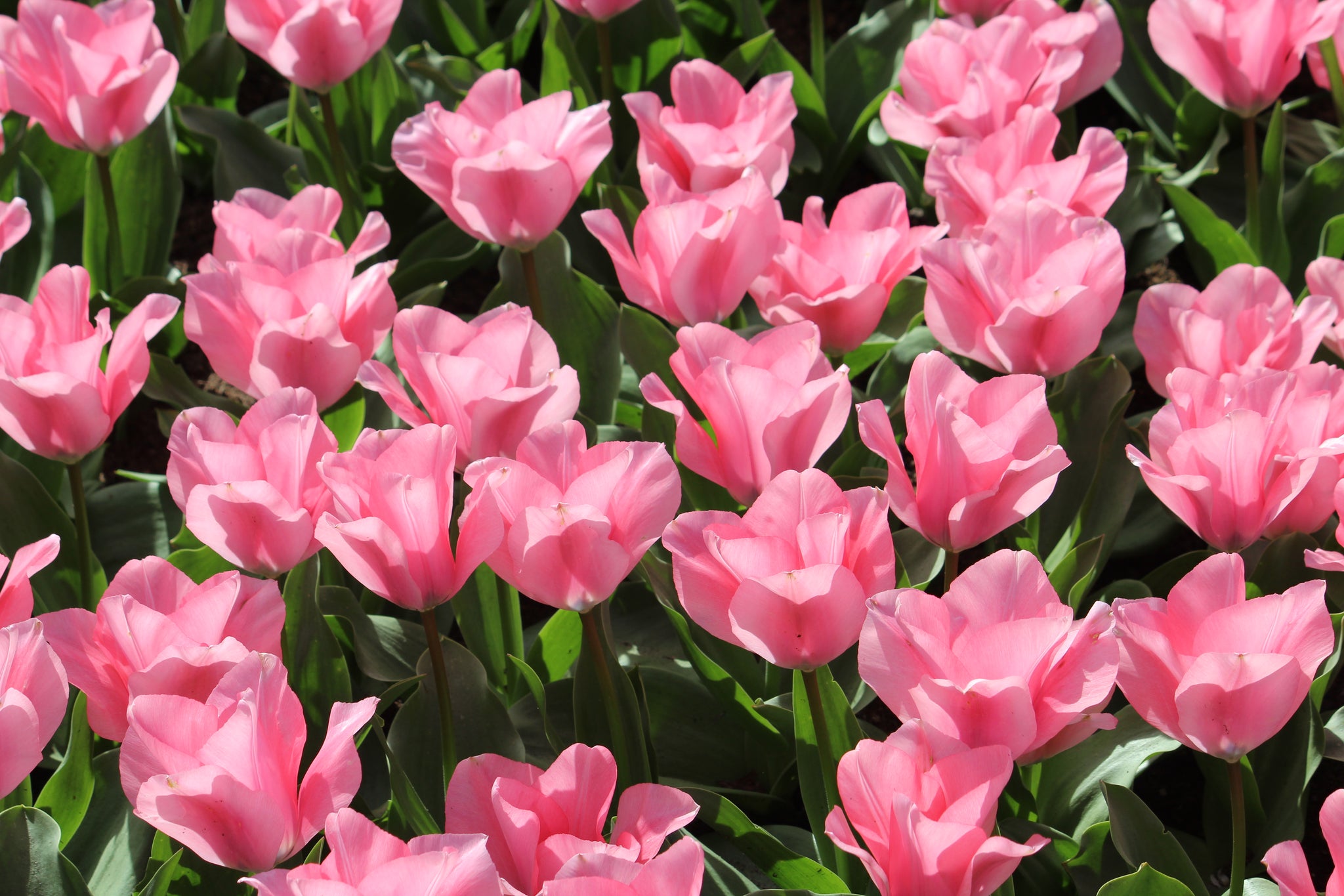 Tulipa 'Jumbo Pink'
