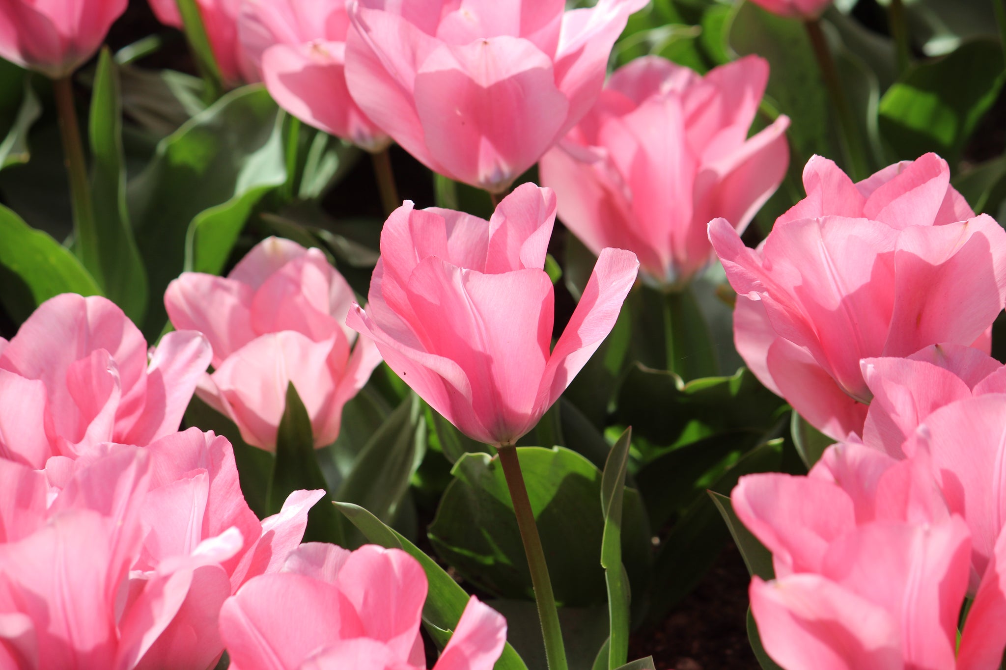 Tulipa 'Jumbo Pink'