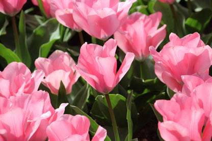 Tulipa 'Jumbo Pink'