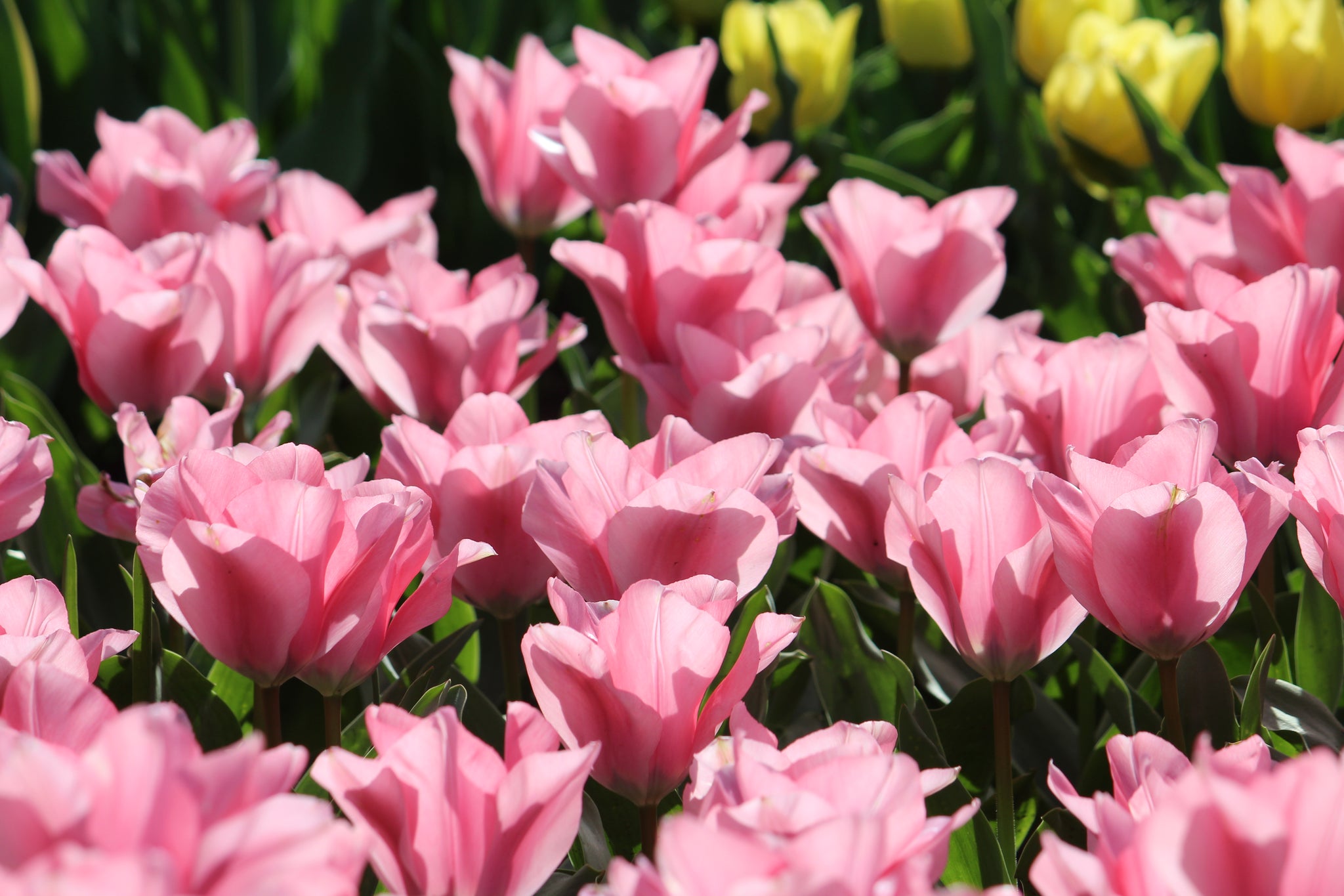 Tulipa 'Jumbo Pink'