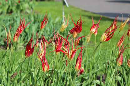 Tulipa 'acuminata'