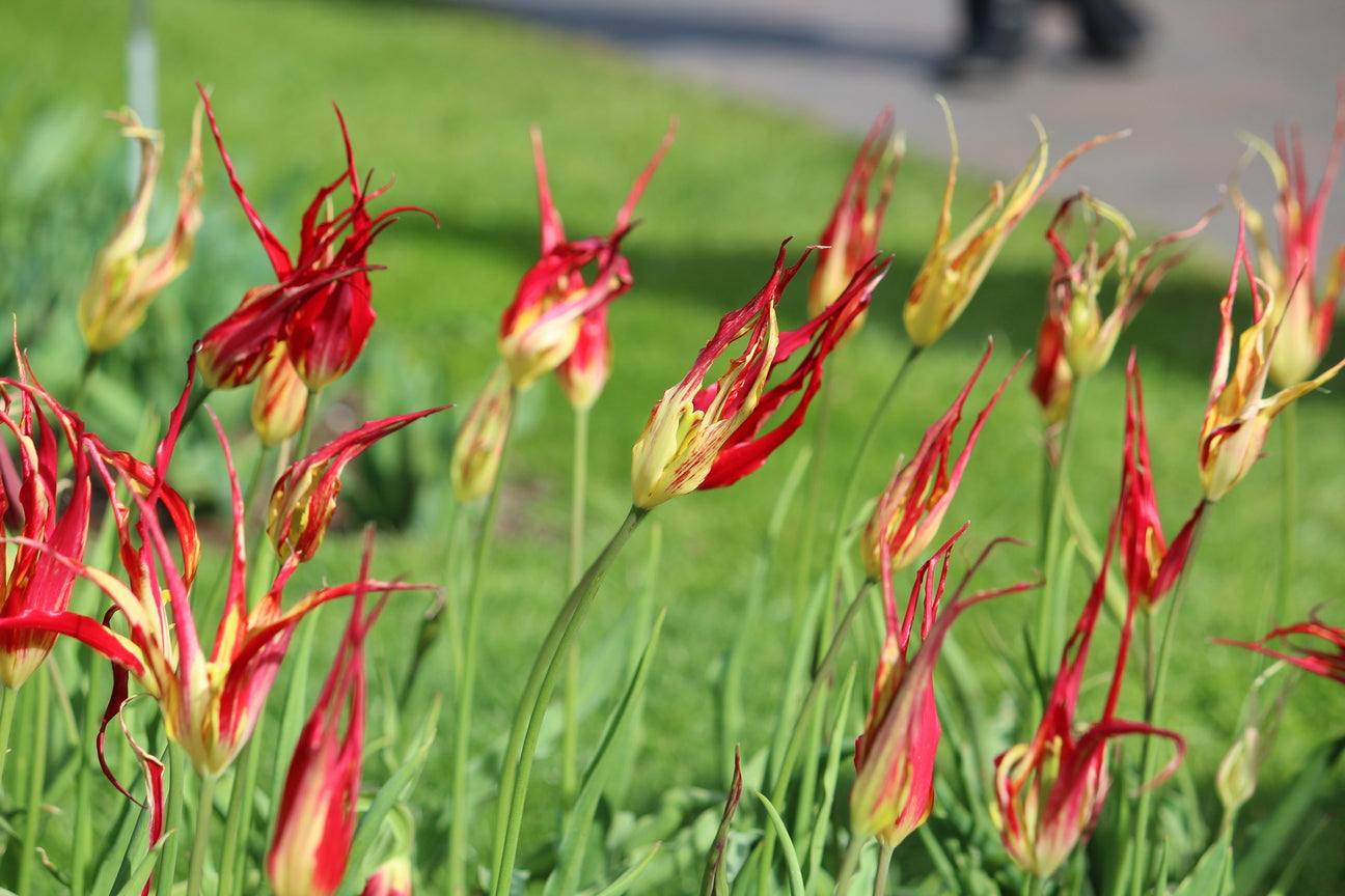 Tulipa 'acuminata'