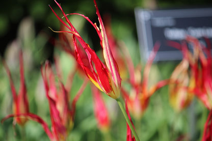 Tulipa 'acuminata'