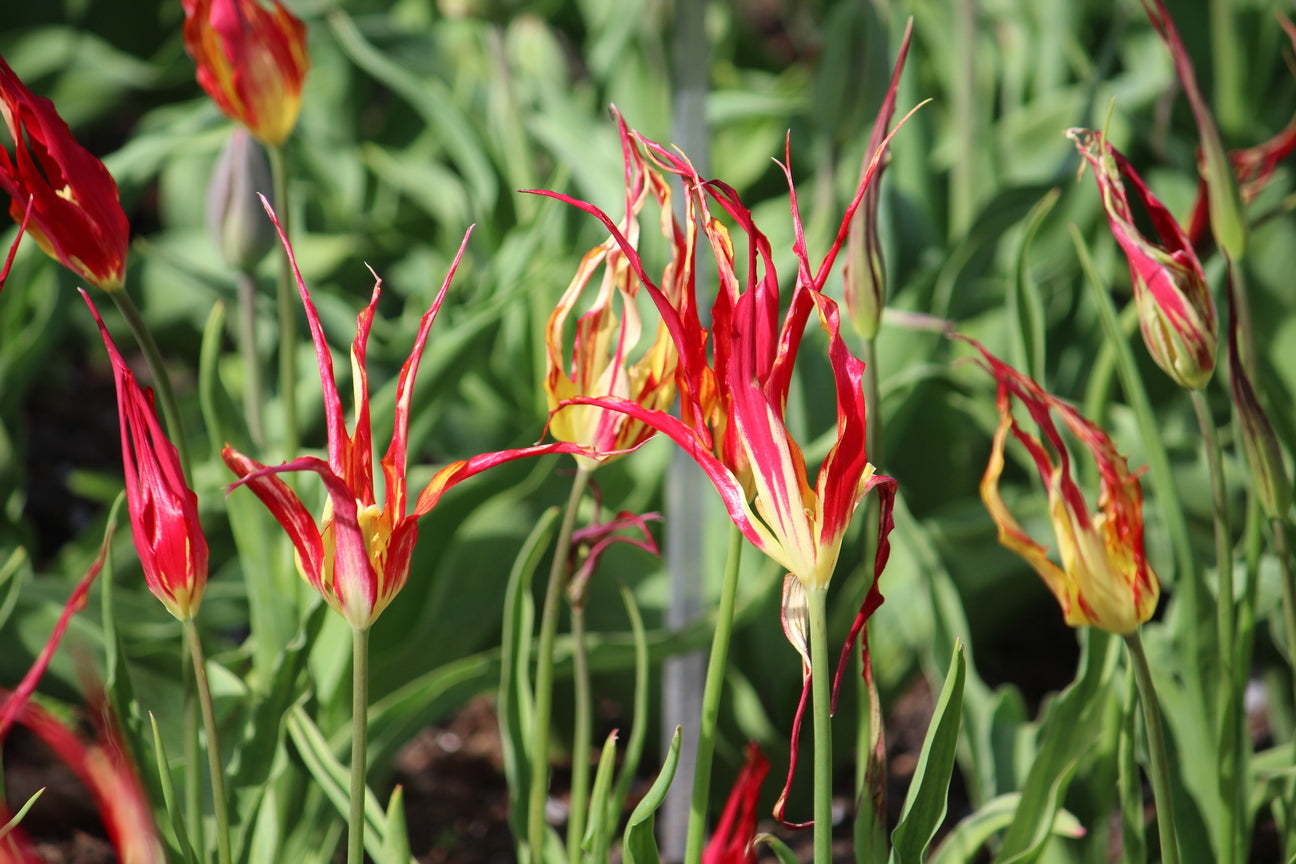 Tulipa 'acuminata'