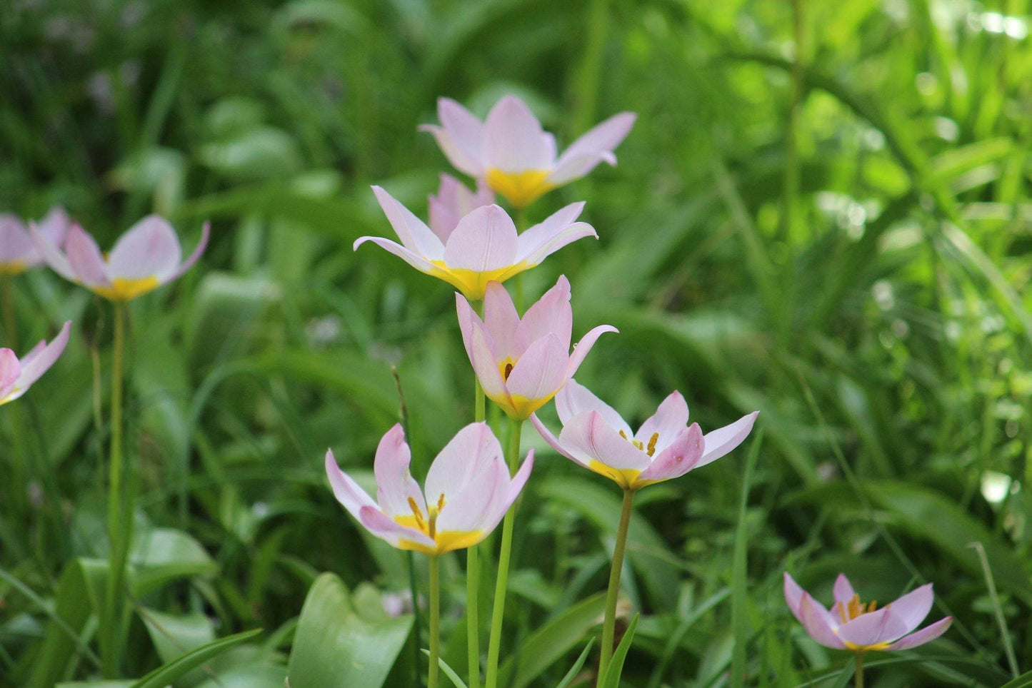 Tulipa bakeri 'Lilac Wonder'