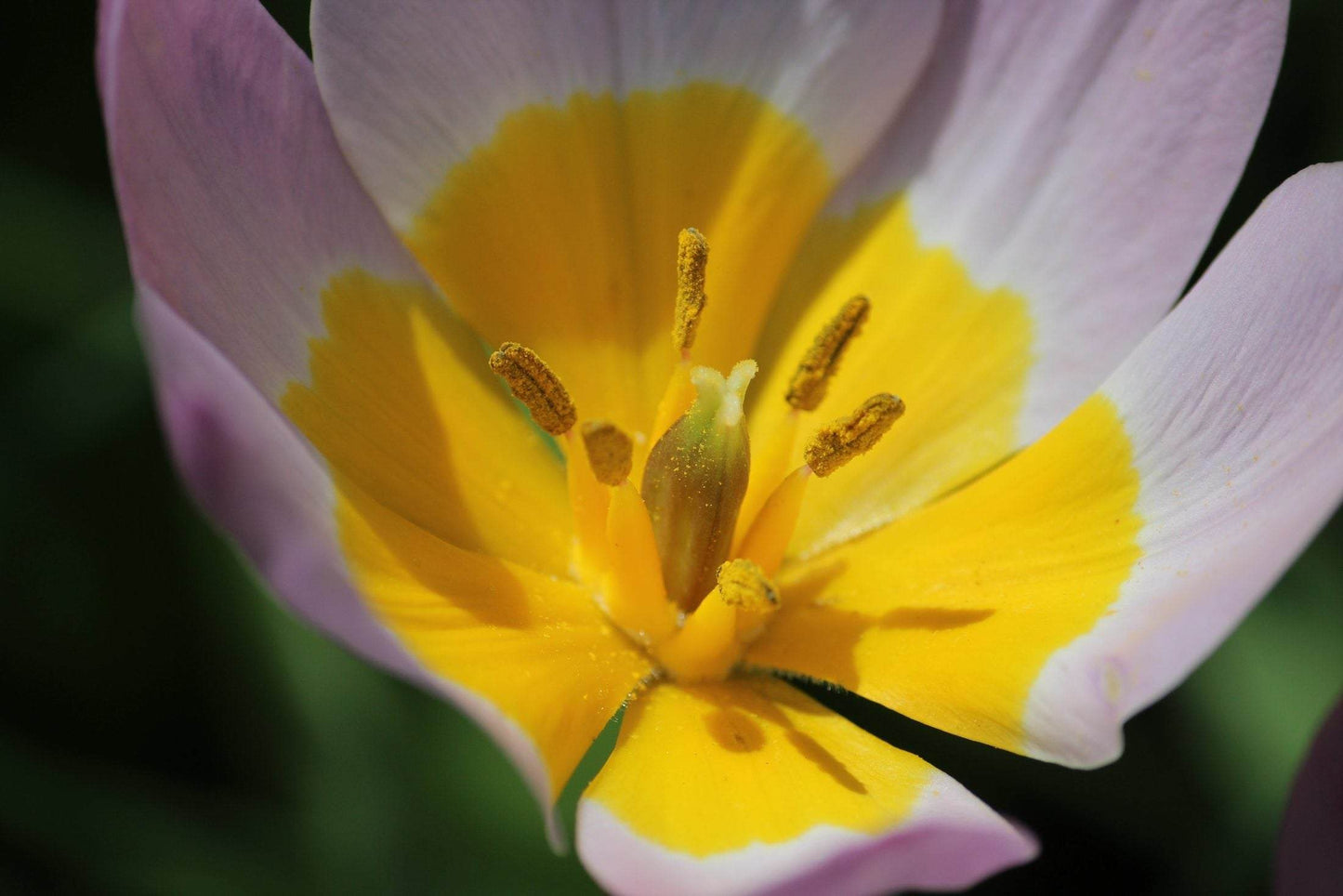 Tulipa bakeri 'Lilac Wonder'