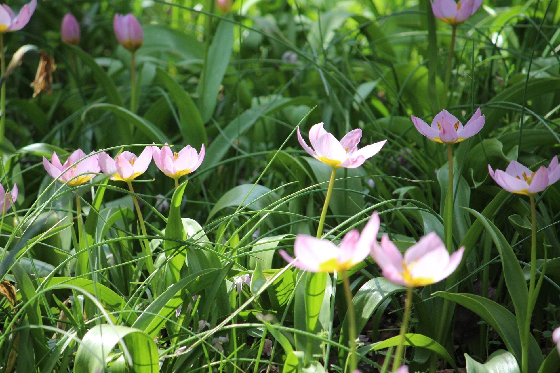 Tulipa bakeri 'Lilac Wonder'