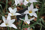 Tulipa clusiana 'Lady Jane'