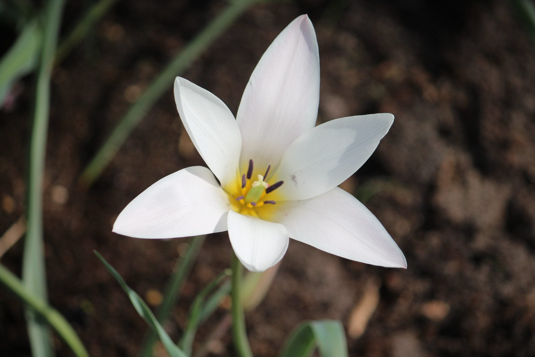 Tulipa clusiana 'Lady Jane'
