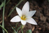 Tulipa clusiana 'Lady Jane'
