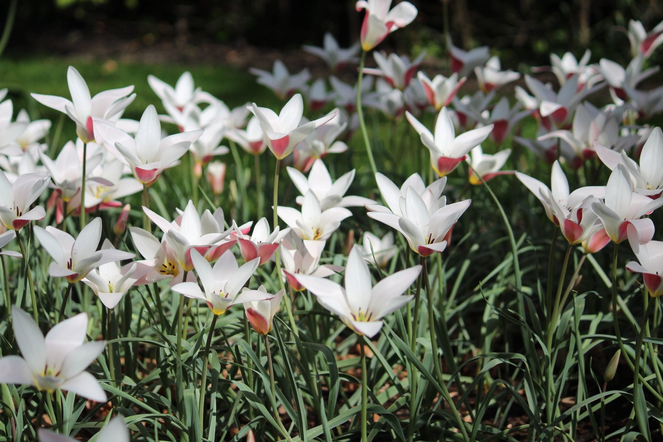Tulipa clusiana 'Lady Jane'