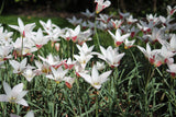 Tulipa clusiana 'Lady Jane'