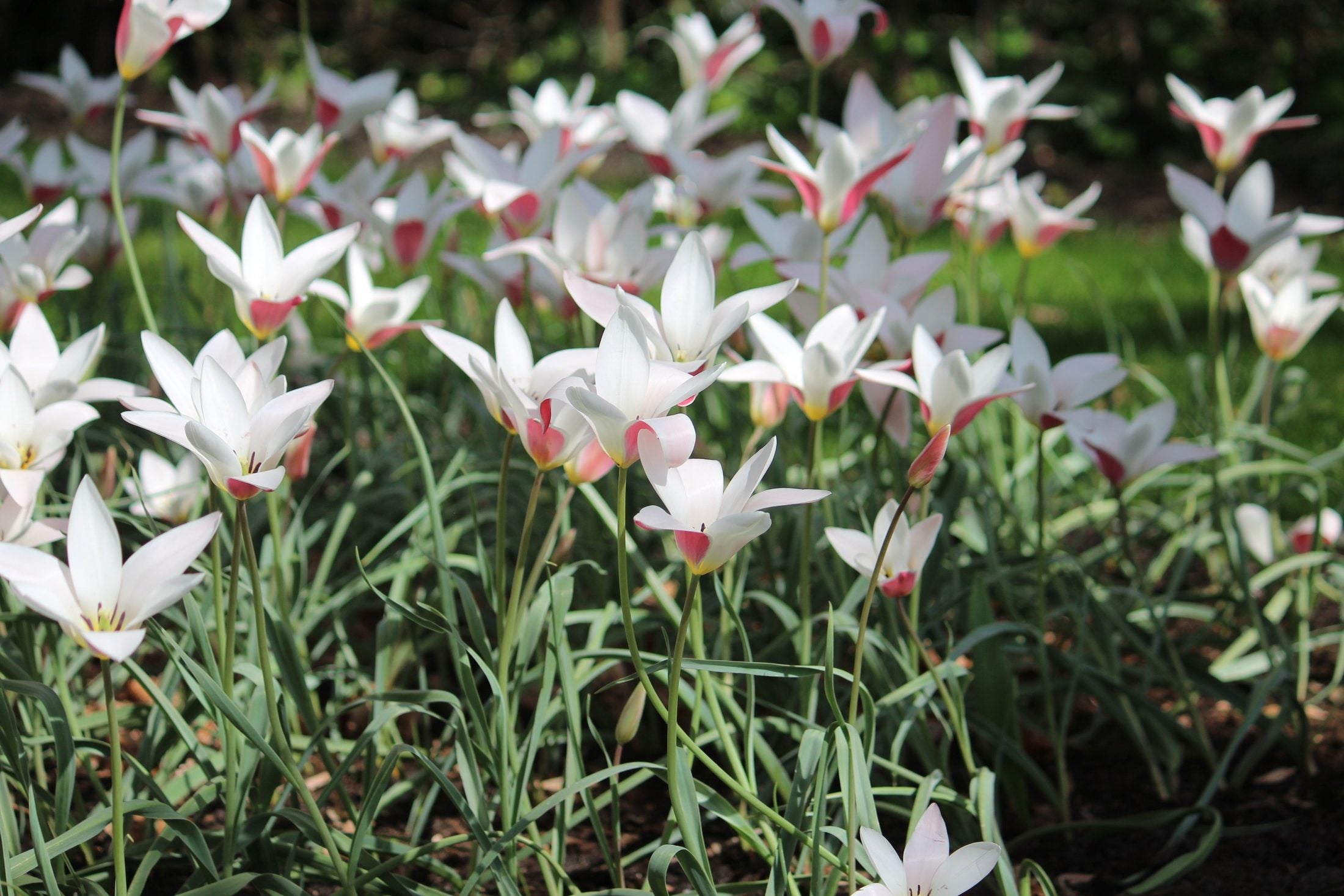 Tulipa clusiana 'Lady Jane'