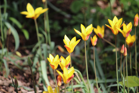 Tulipa 'Clusiana var. chrysantha'