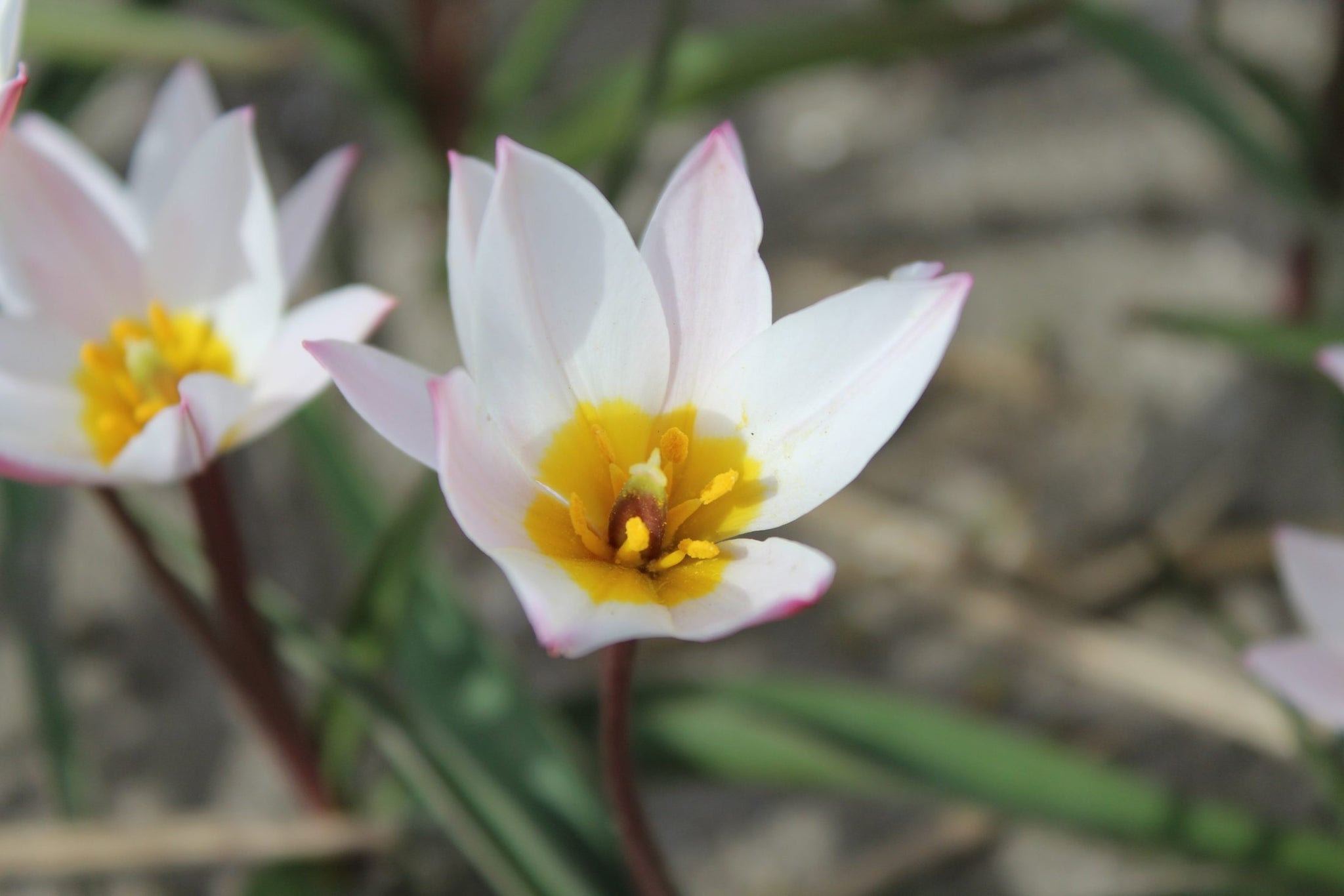 Tulipa cretica 'Hilde'