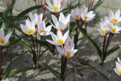 Tulipa cretica 'Hilde'