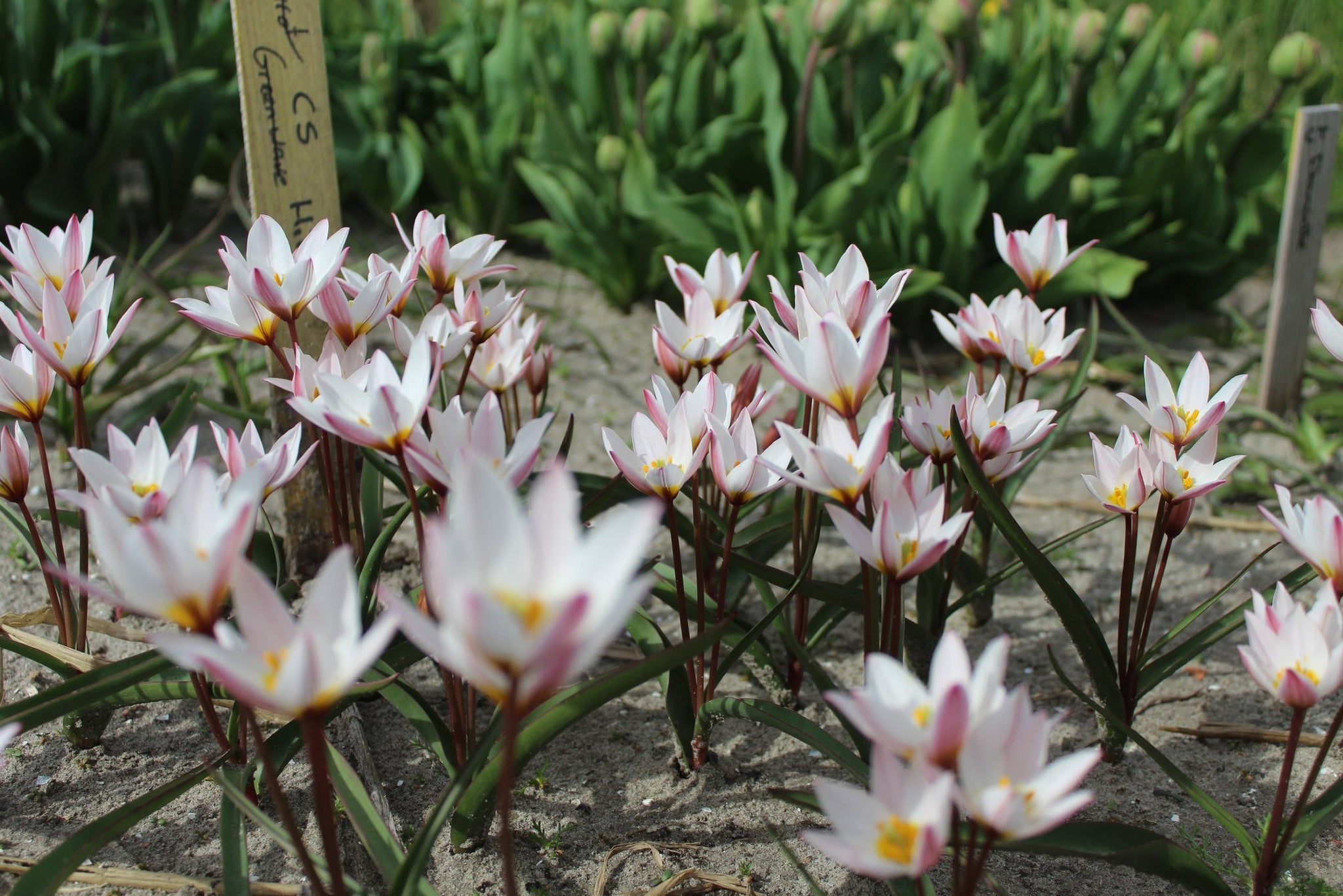 Tulipa cretica 'Hilde'