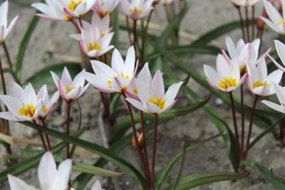Tulipa cretica 'Hilde'