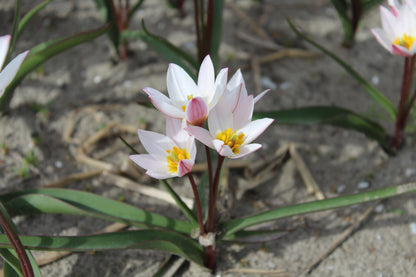 Tulipa cretica 'Hilde'