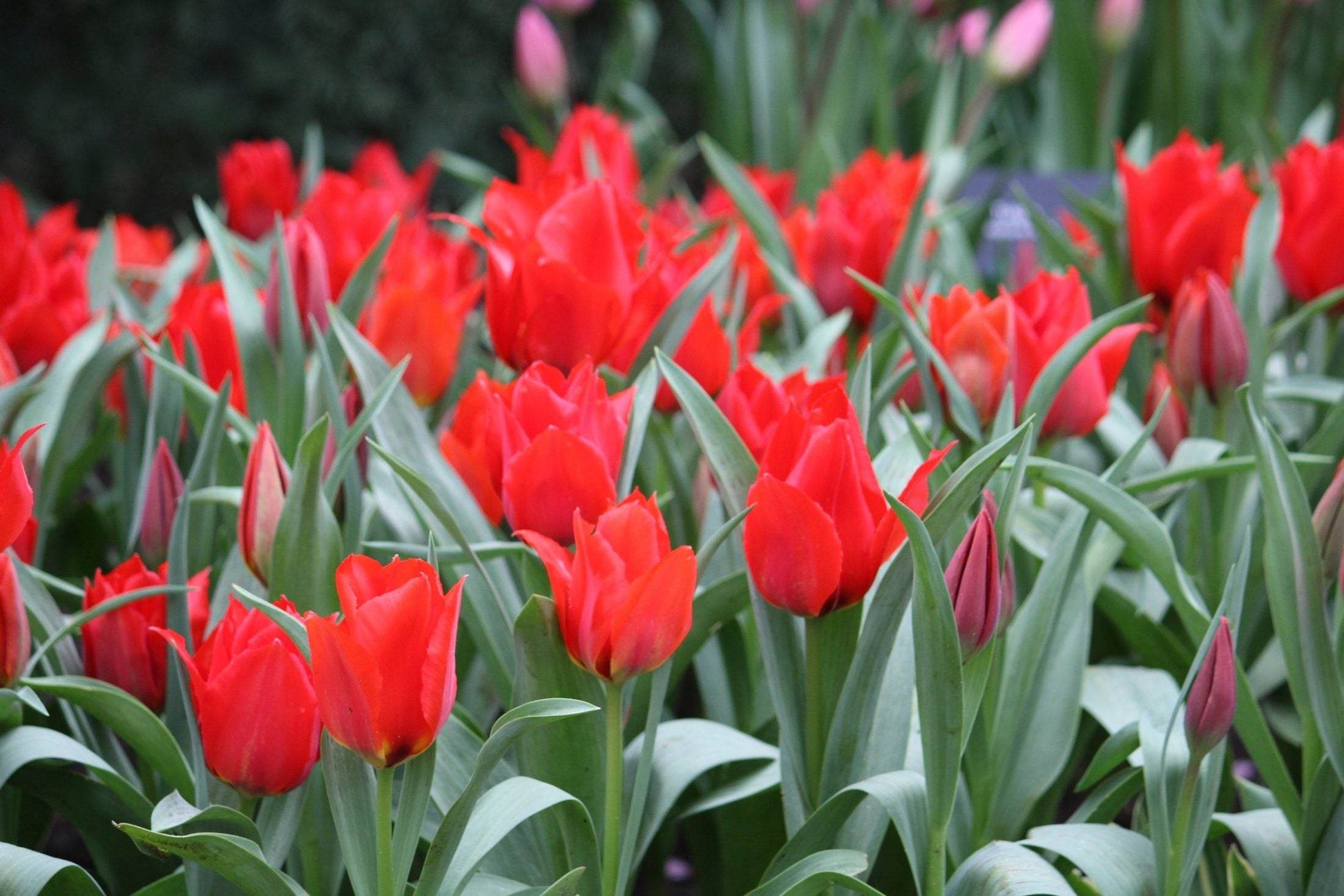 Tulipa 'eichleri'