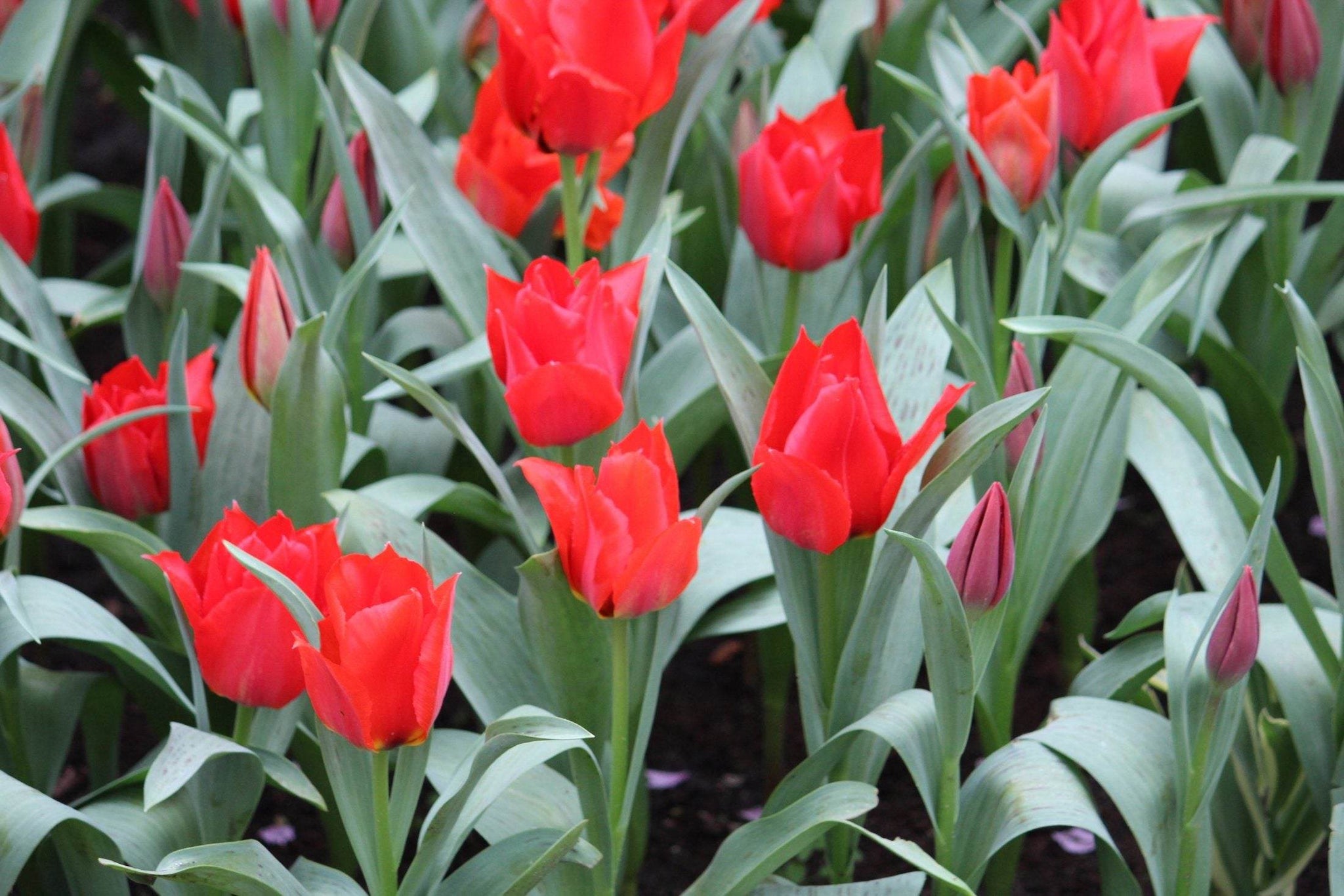 Tulipa 'eichleri'