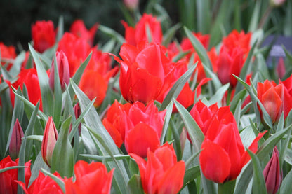 Tulipa 'eichleri'