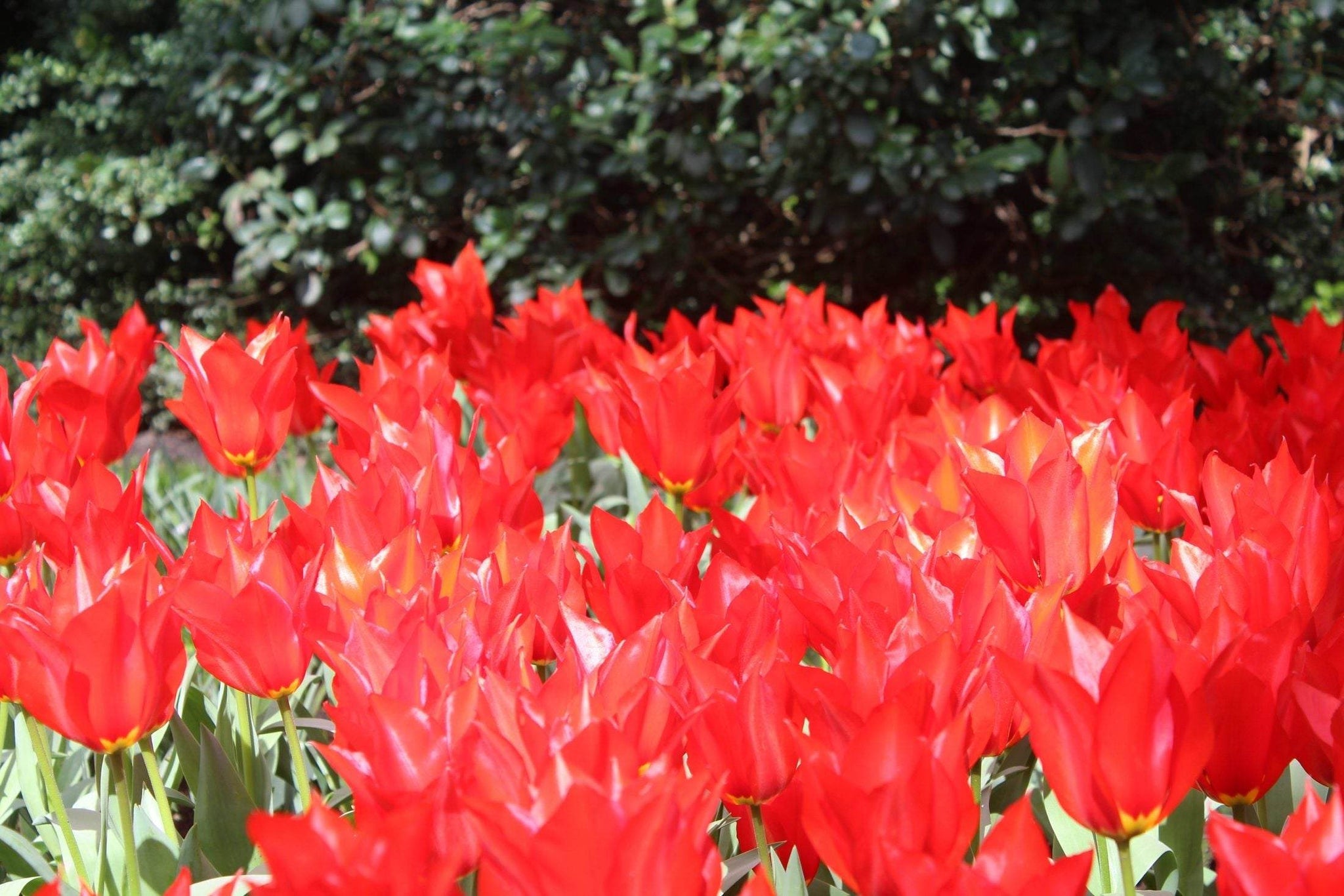 Tulipa 'eichleri'