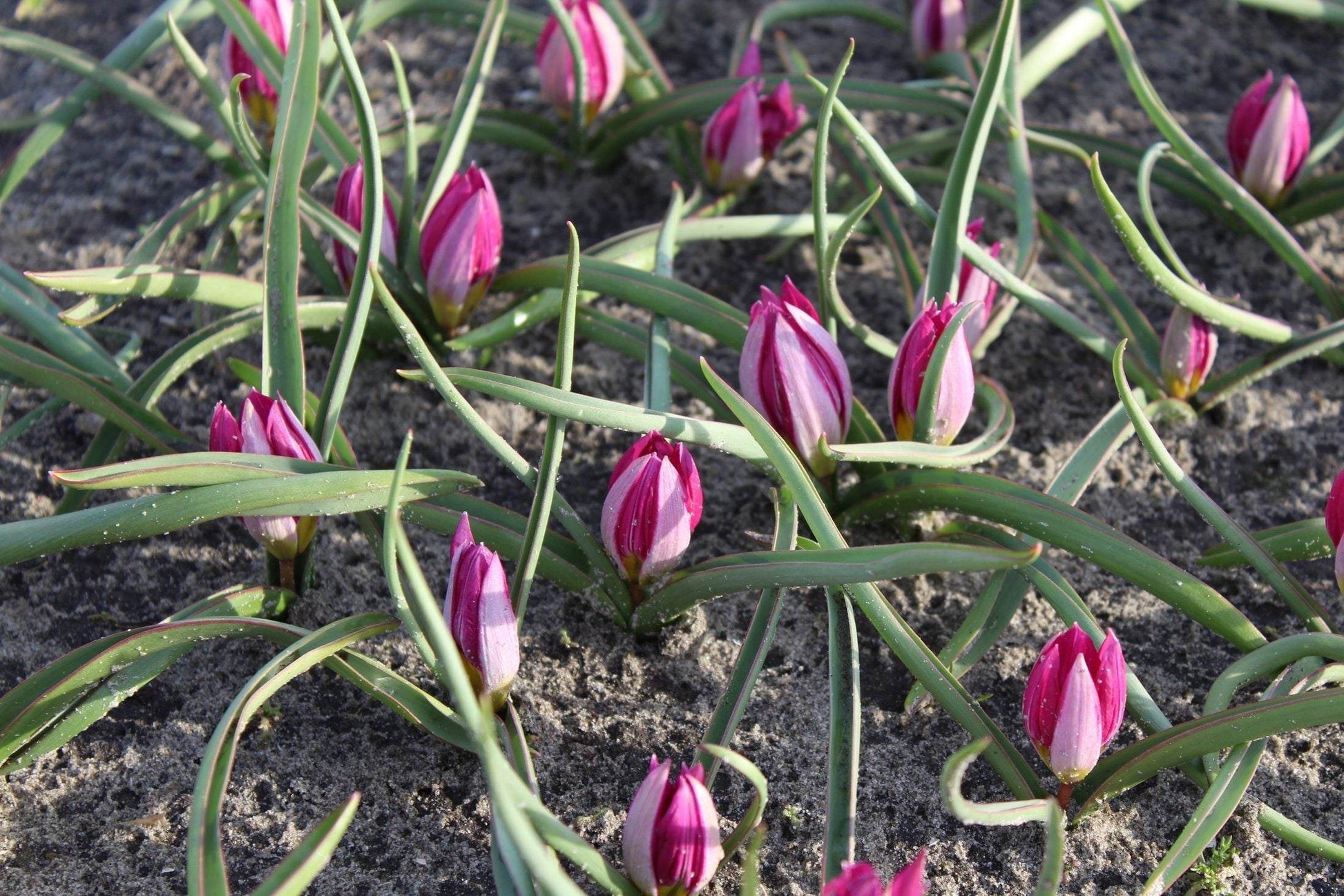 Tulipa humilis 'Odalisque'