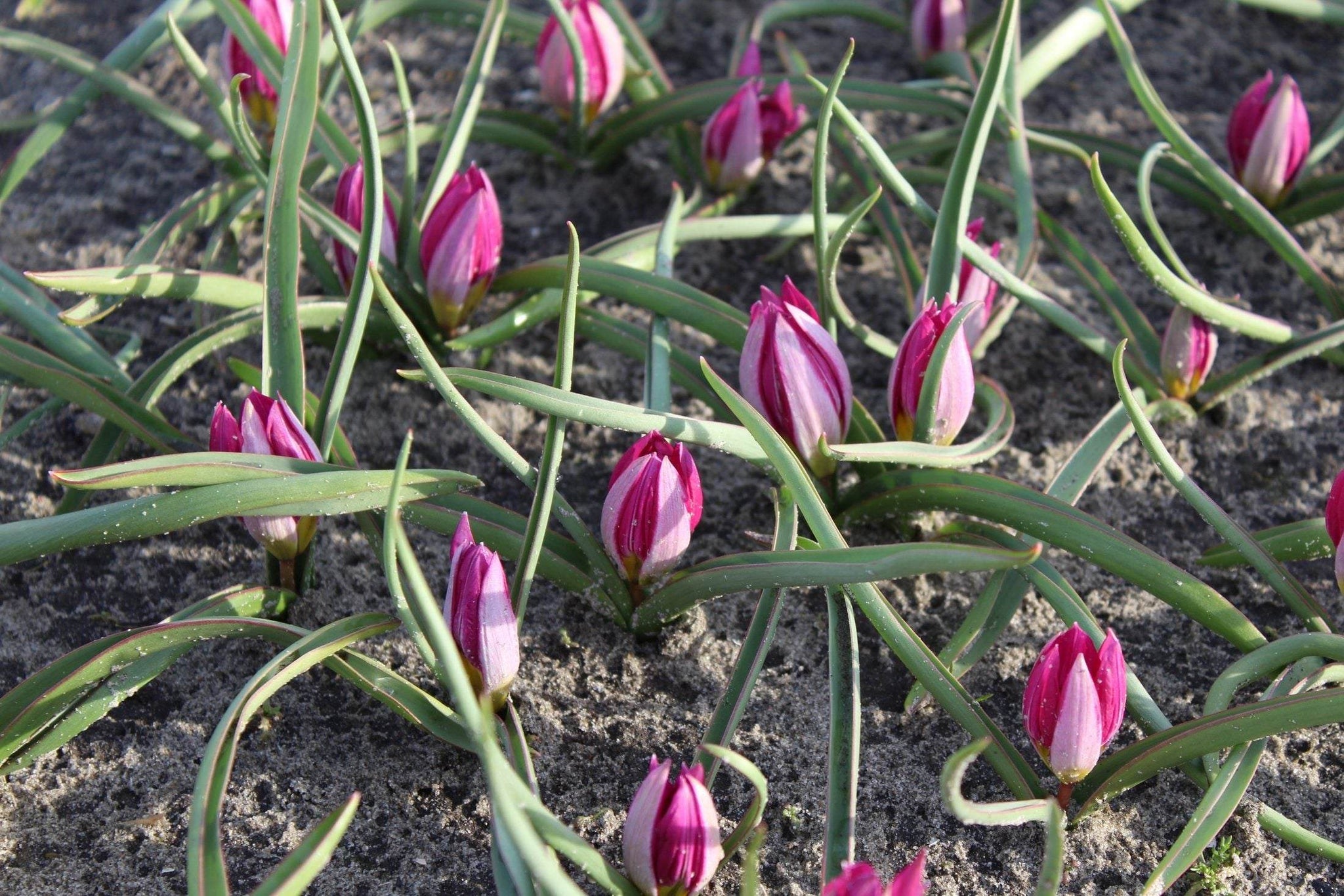 Tulipa humilis 'Odalisque'