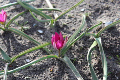 Tulipa humilis 'Persian Pearl'