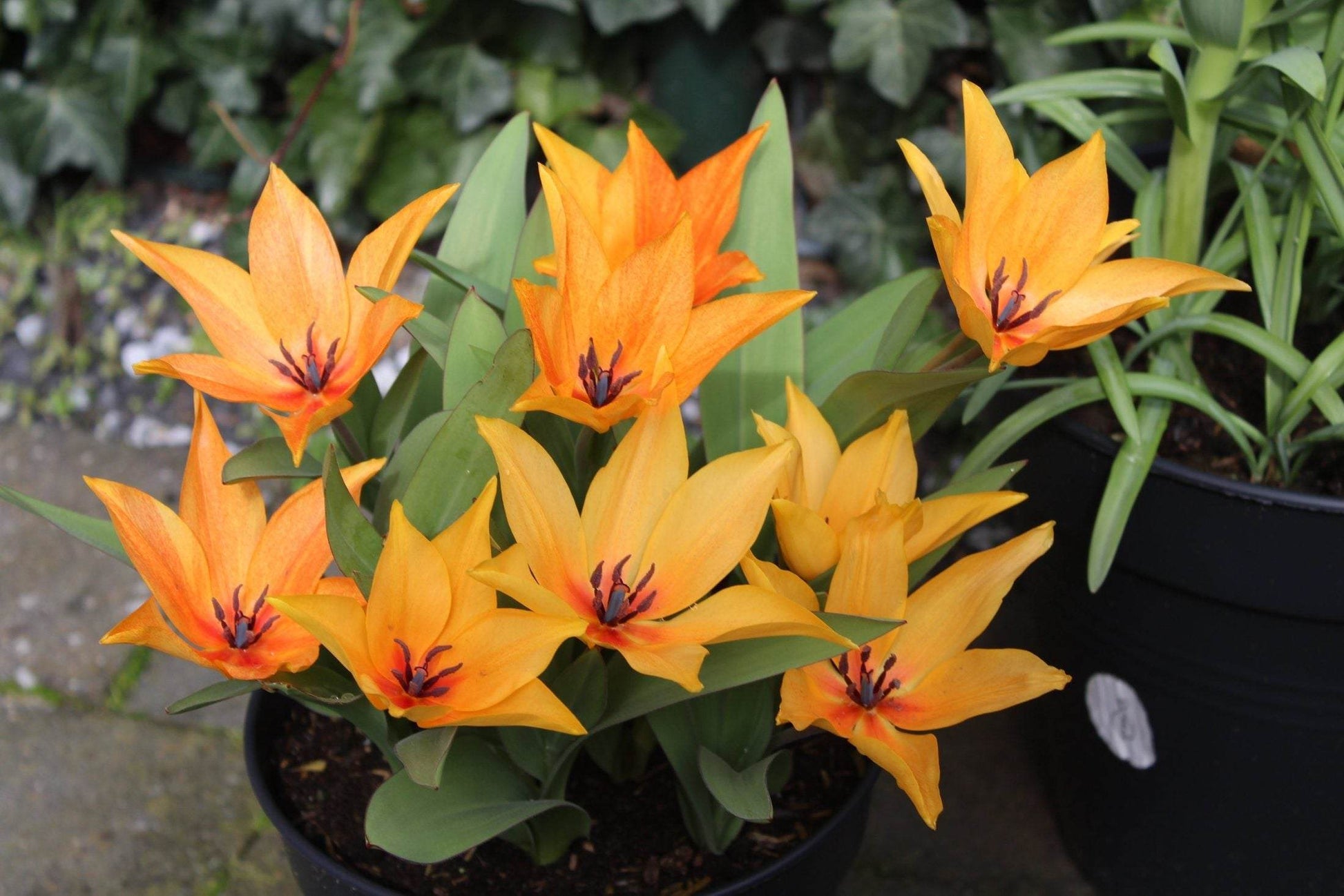 Tulipa praestans ‘Shogun’