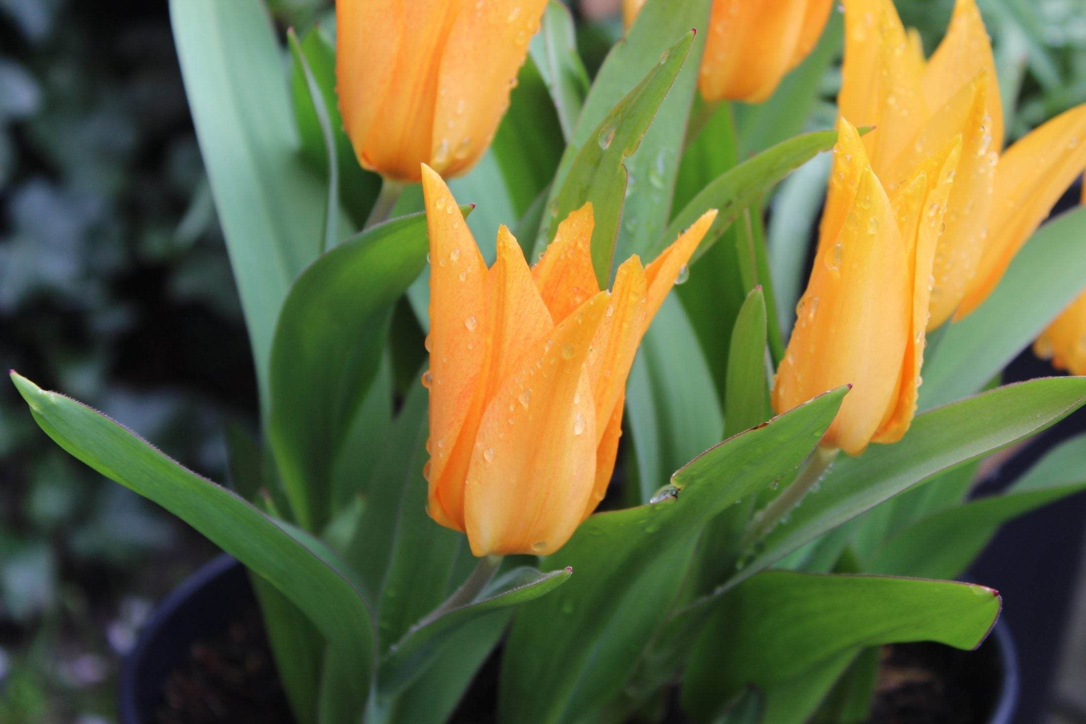 Tulipa praestans ‘Shogun’
