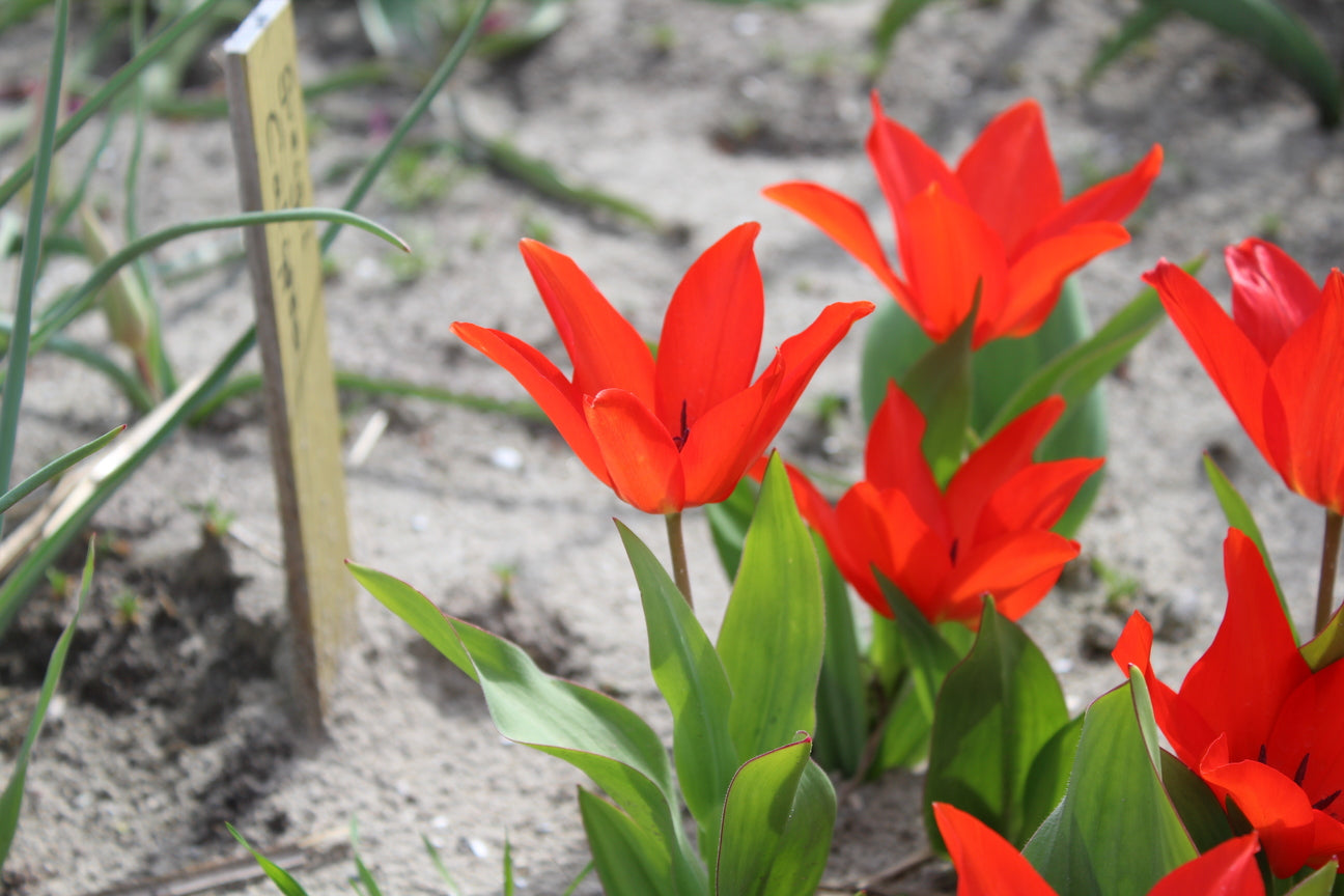 Tulipa praestans 'Zwanenburg Variety'