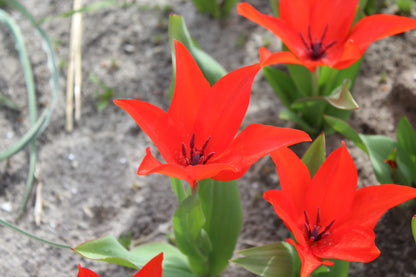 Tulipa praestans 'Zwanenburg Variety'
