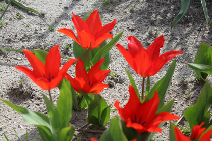Tulipa praestans 'Zwanenburg Variety'