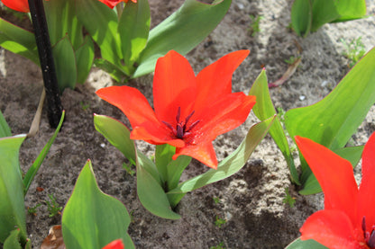 Tulipa praestans 'Zwanenburg Variety'