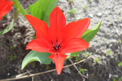 Tulipa praestans 'Zwanenburg Variety'