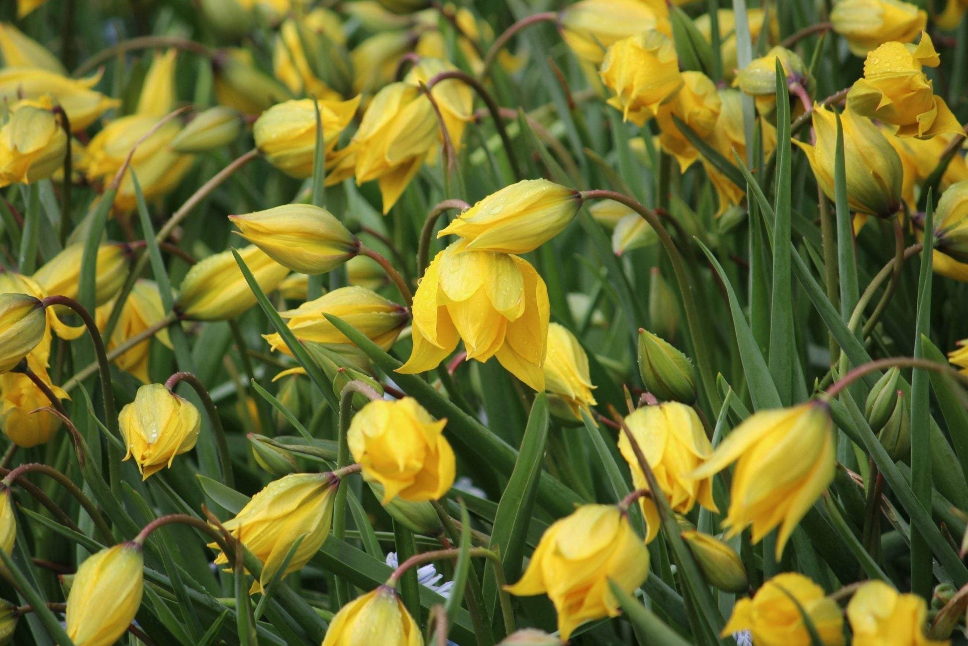 Tulipa sylvestris